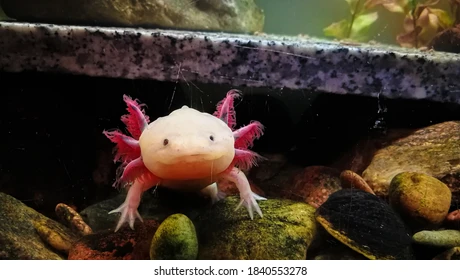 cute:dyf8c8wezxm= axolotl